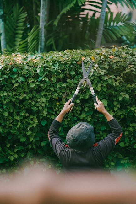 A person wearing a dark long-sleeved shirt and a gray cap is seen from behind, trimming a neatly maintained hedge with large outdoor scissors. The hedge features dense, green foliage with small, gloss
