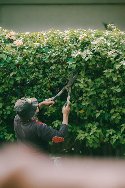 A person wearing a dark long-sleeved shirt and a gray cap is seen from behind, trimming a neatly maintained hedge with large outdoor scissors. The hedge features dense, green foliage with small, gloss